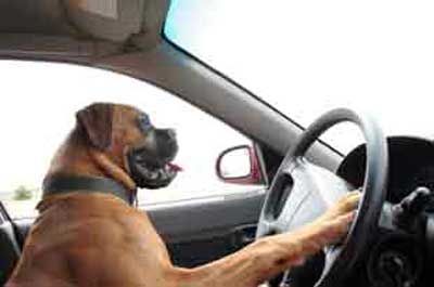 Pet Friendly Travel Guide