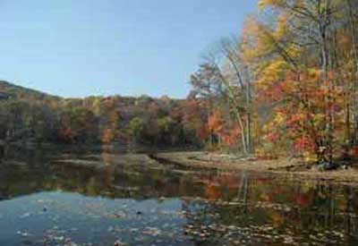 Nj Forest
