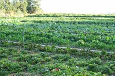 Organic Farm Food