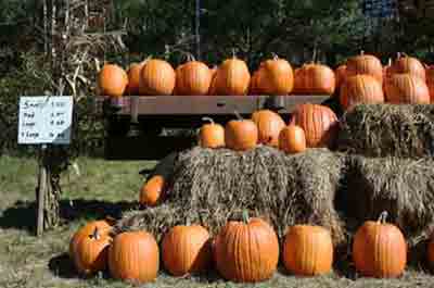 Pumpkin Picking in New Jersey