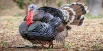 Where to Buy Organic Turkeys in NJ