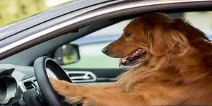 A NJ Travel Guide for Pets