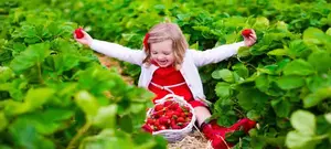 Best NJ Pick Your Own Crop Farms