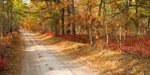 NJ Pine Barrens