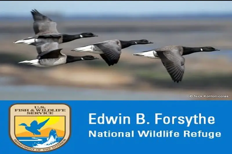 Edwin B. Forsythe National Wildlife  Refuge