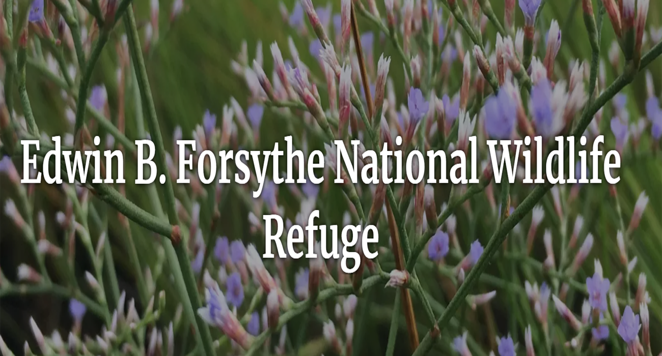 Edwin Forsythe National Wildlife Refuge Edwin Forsythe National Wildlife Refuge