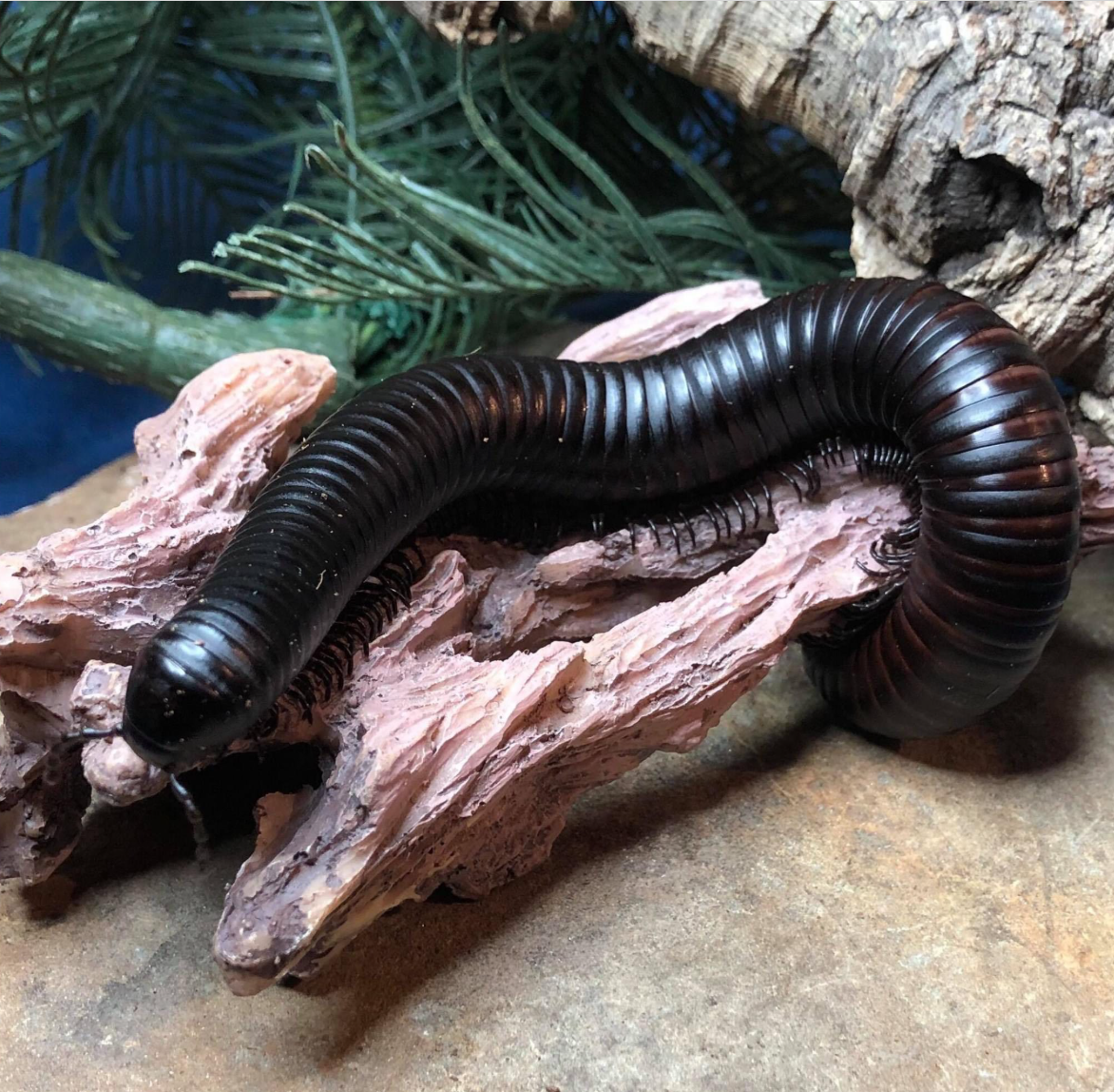 Insectropolis Insectropolis