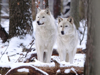 Guide to Lakota Wolf Preserve Guide to Lakota Wolf Preserve