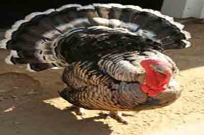 Organic Turkey Farms