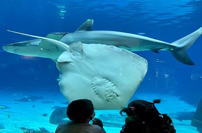 Adventure Aquarium, Camden, NJ Adventure Aquarium, Camden, NJ