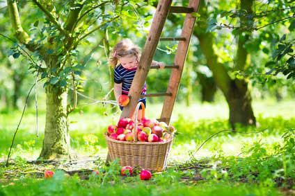 Guide to New Jersey Apple picking Farms Guide to New Jersey Apple picking Farms