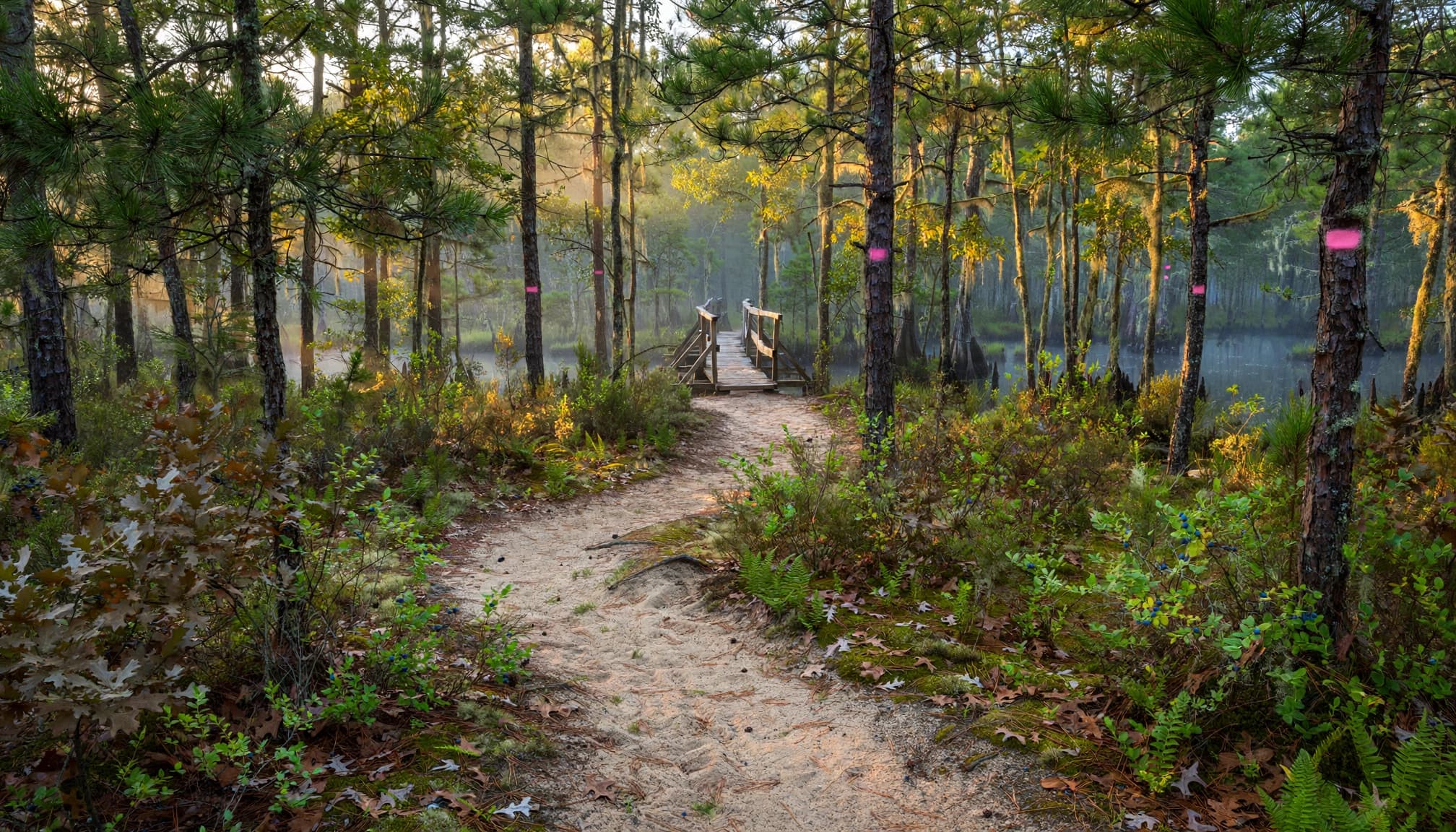 Batona trail, NJ Batona trail, NJ
