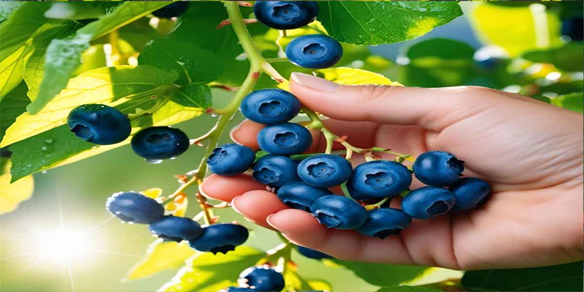 Guide to the Best NJ Blueberry pick your own farms Guide to the Best NJ Blueberry pick your own farms