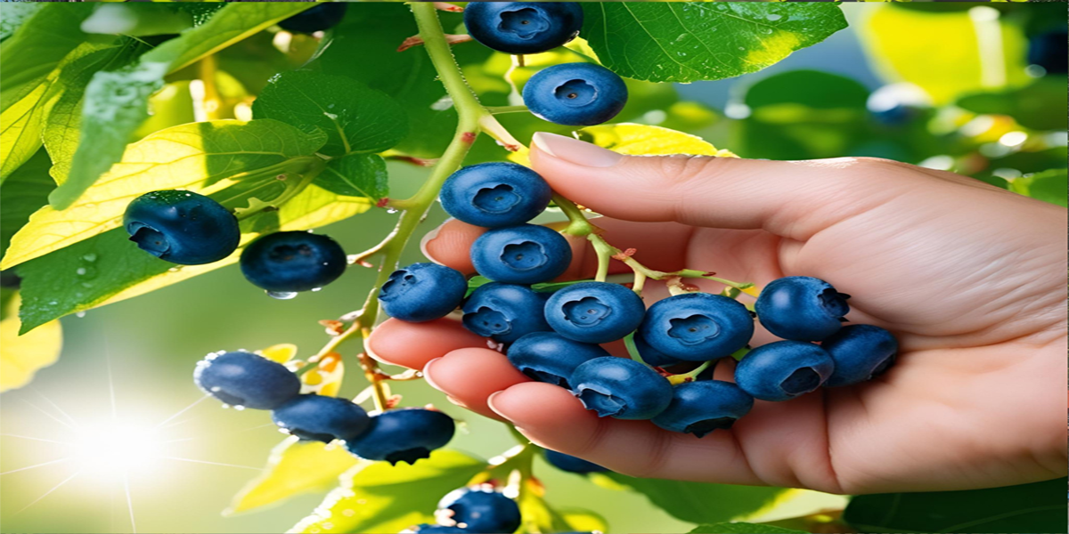 Guide to New Jersey Blueberry Picking Farms Guide to New Jersey Blueberry Picking Farms