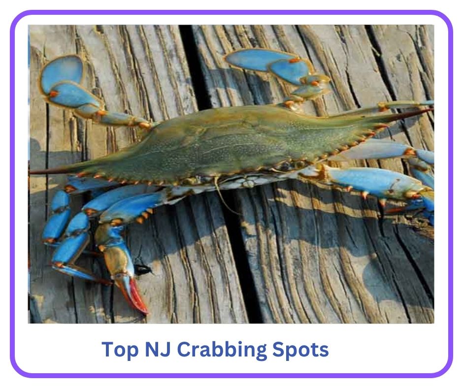 NJ Crabbing Guide