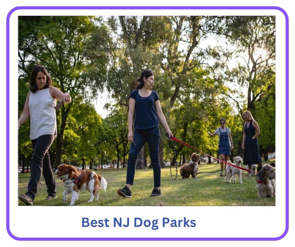 Best NJ Dog Parks