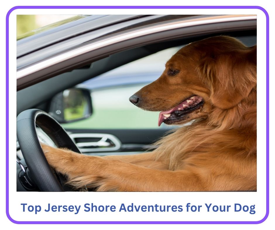 Jersey Shore Dog Adventures