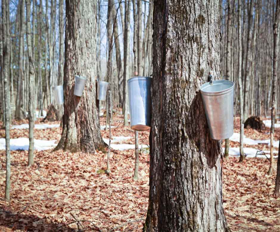 NJ Maple Sugaring
