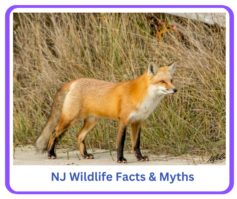 NJ Wildlife Facts & Myths