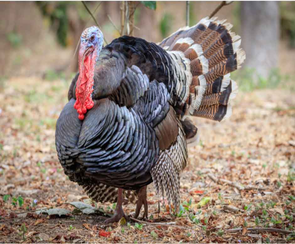 NJ Organic Turkeys