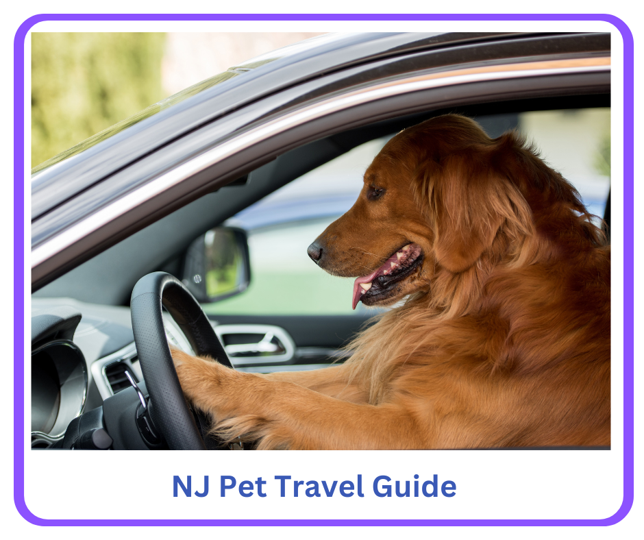 A Guide to NJ Pet travel and trips