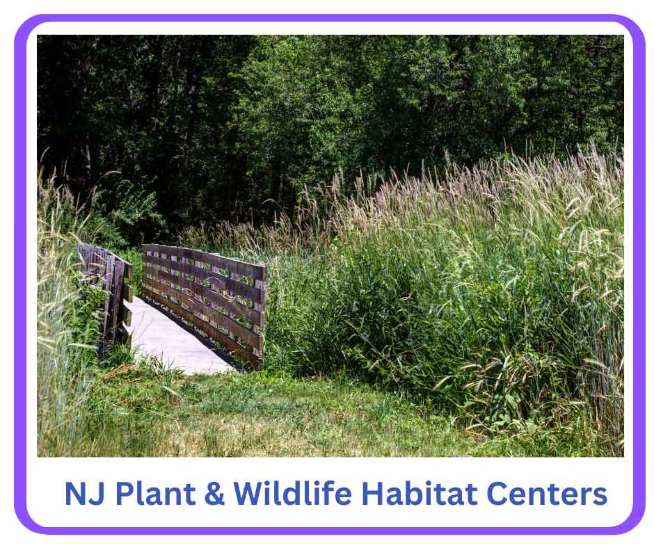 NJ Plant & Wildlife Habitat