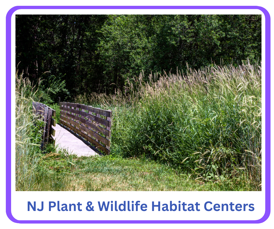 NJ Plant and Wildlife