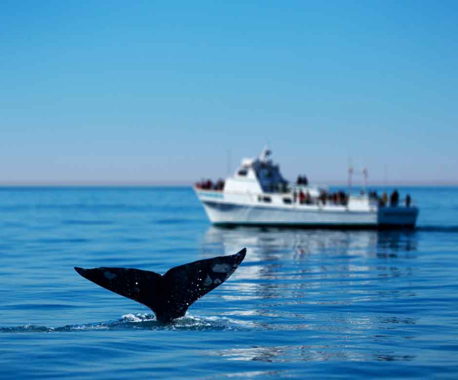 NJ Whale Watching