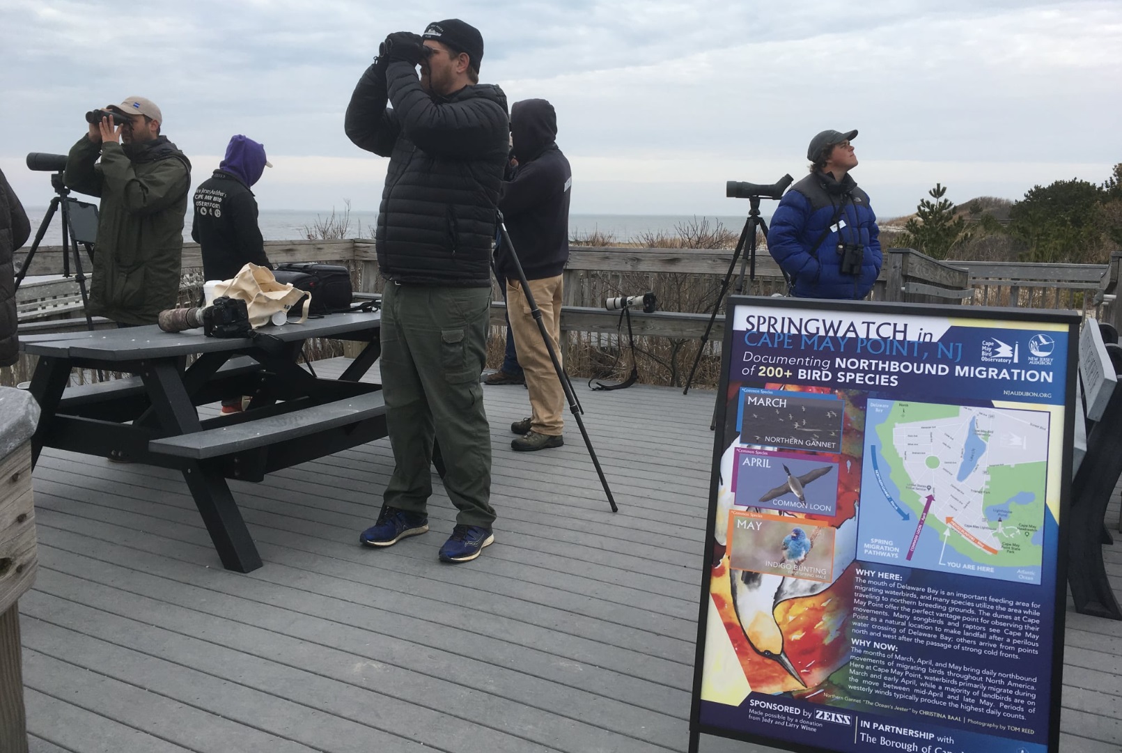 Cape May, NJ. Bird Watching Cape May, NJ. Bird Watching