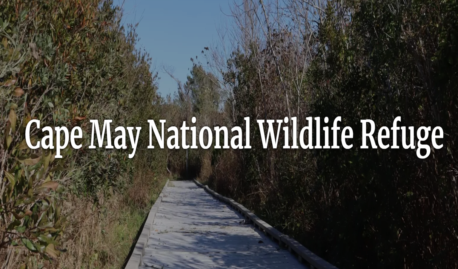 Cape May, NJ. National Wildlife Refuge Cape May, NJ. National Wildlife Refuge