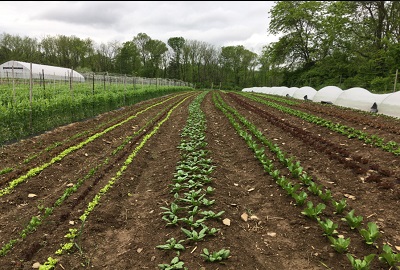 Cherrty Grove Organic farm
