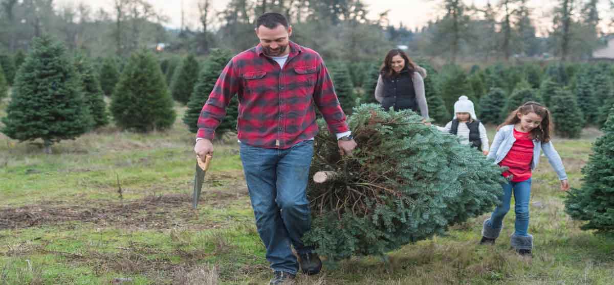 A Guide to the best New Jersey Christmas Tree Farms A Guide to the best New Jersey Christmas Tree Farms