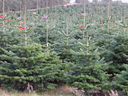 Christmas Tree Farms