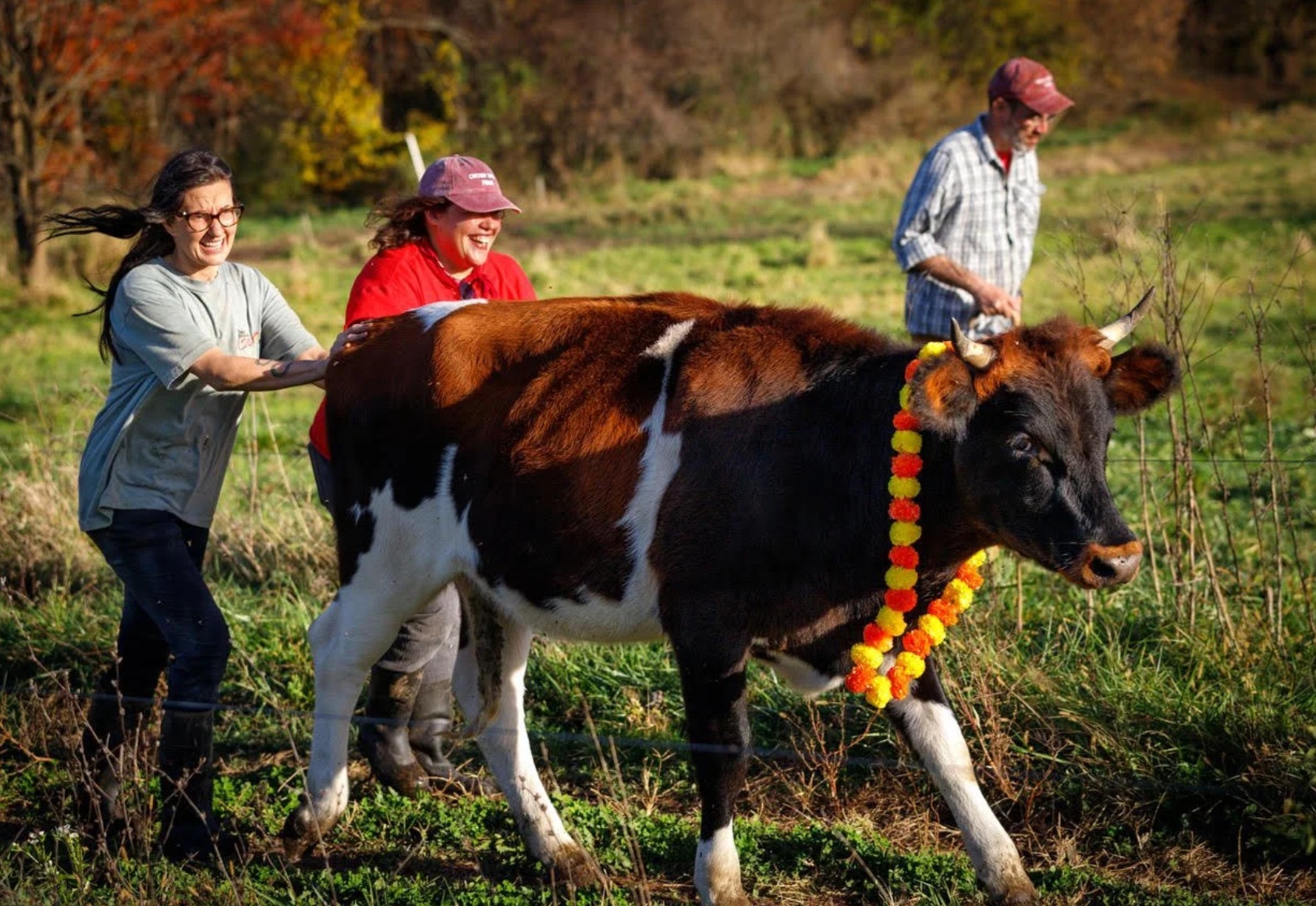 NJ Fall Cow Parade