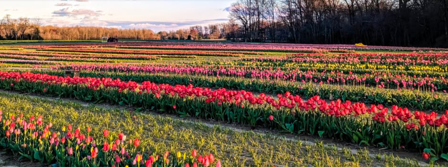 Dalton Farms Tulip Festival