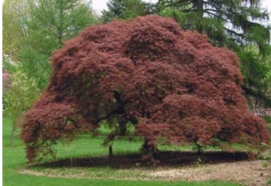 David C. Shaw Arboretum