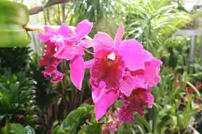 Duke Farms Orchid Range