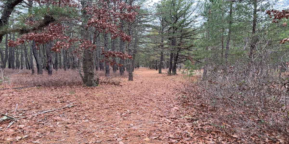 NJ Forest Education Resource Center