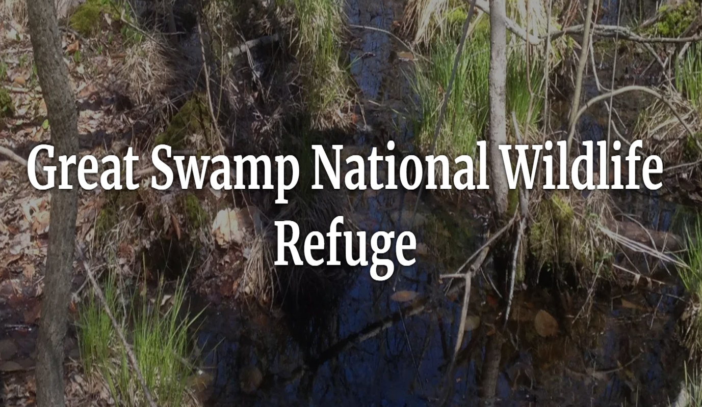 Great Swamp Wildlife Refuge