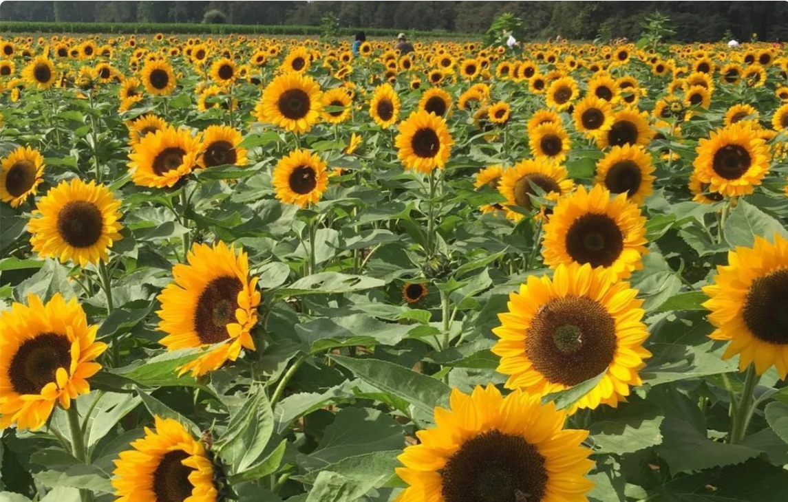 Holland Ridge Farms Sun Flower Festival