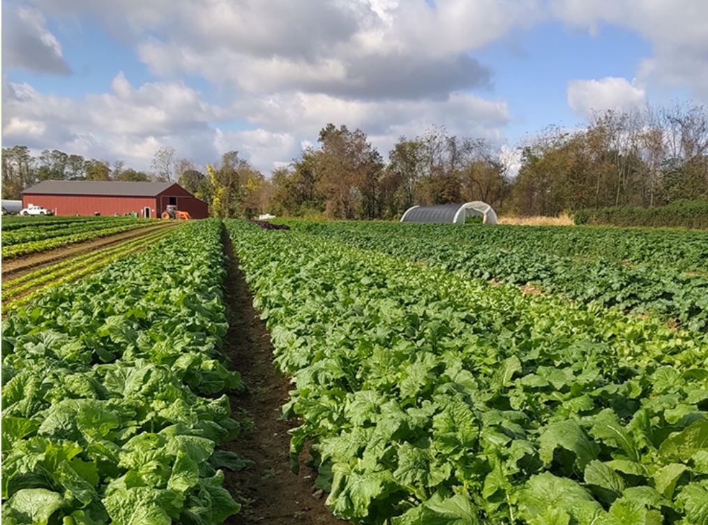 Jeff's Organic farm