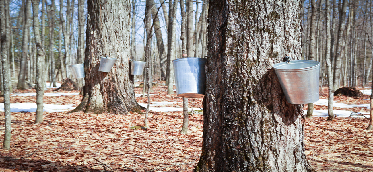 A Guide to Maple Sugaring in New Jersey A Guide to Maple Sugaring in New Jersey