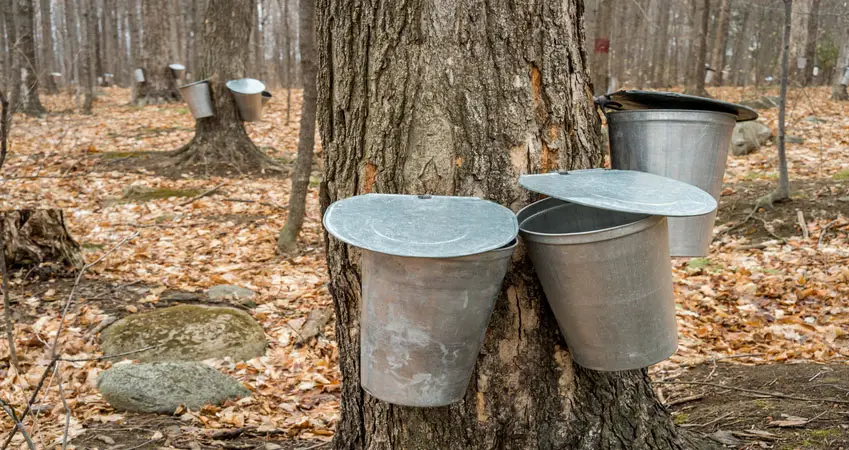 Maple Sugaring in New Jersey