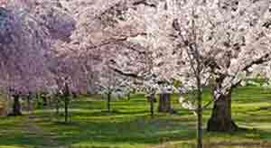 Newark Cherry Blossom Festival
