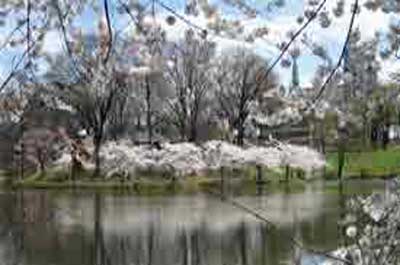 Newark Cherry Bloosom Festival Newark Cherry Bloosom Festival
