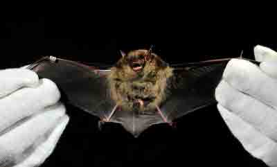 New Jersey Bats