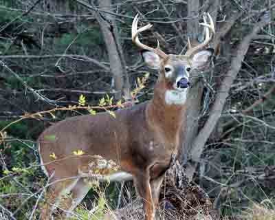 New Jersey White Tail Deer
