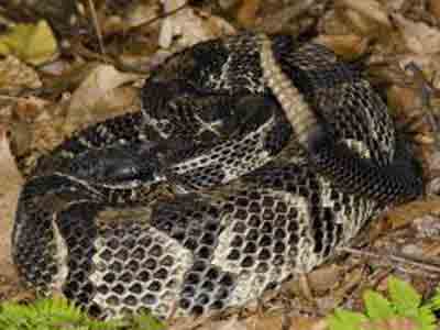 New Jersey Timber Rattlesnake