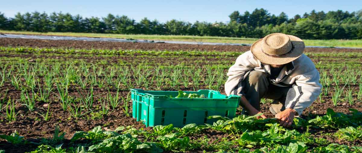 New Jerset Certified Organic Farms
