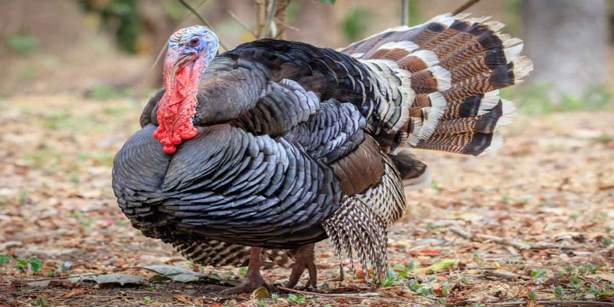 Where to Buy Organic Turkeys in NJ Where to Buy Organic Turkeys in NJ